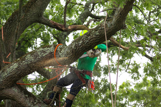 Best Tree Planting  in USA